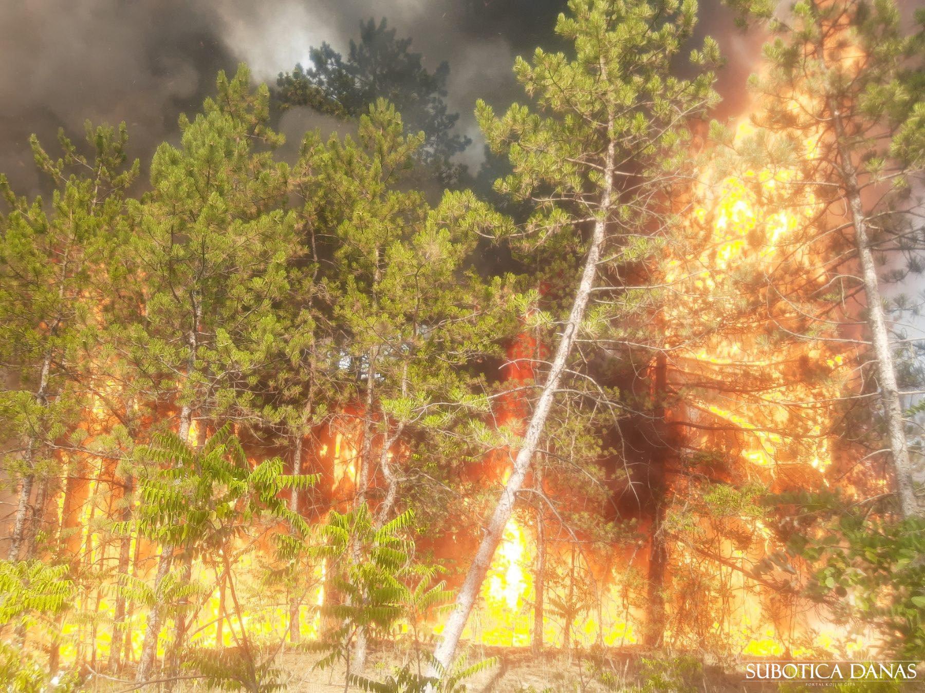 Veliki požar u Radanovačkoj šumi