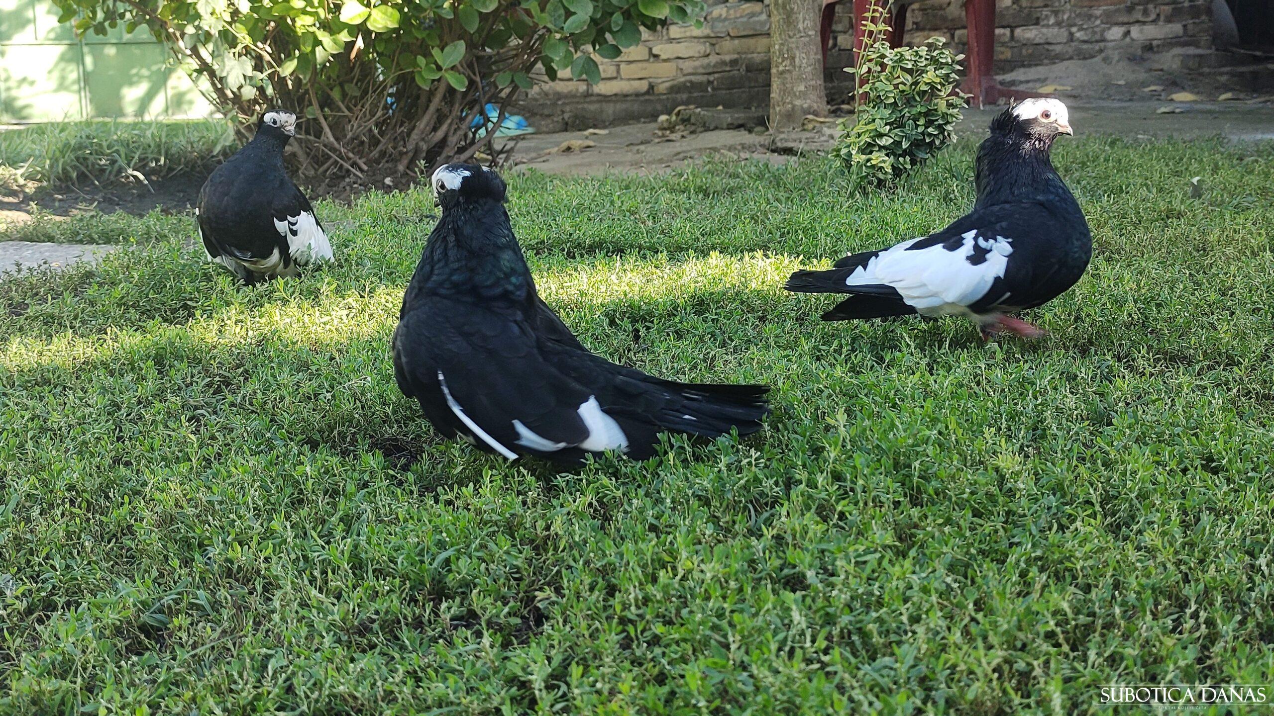 Smotra ovogodišnjih mladih golubova subotičkih rasa u Donjem Tavankutu