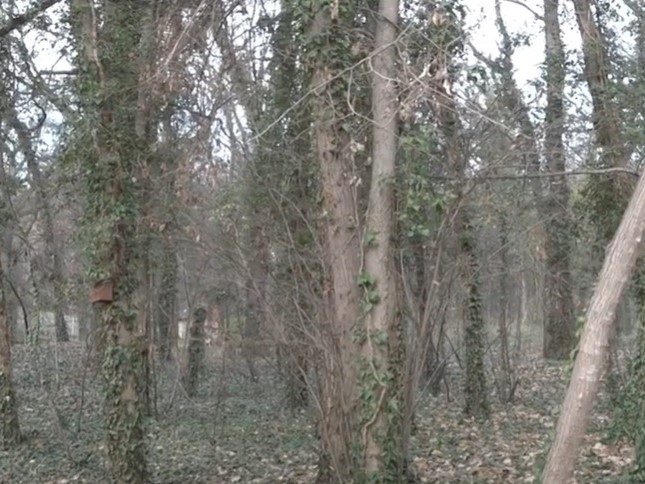 U Velikom parku počelo orezivanje i uklanjanje dotrajalih stabala
