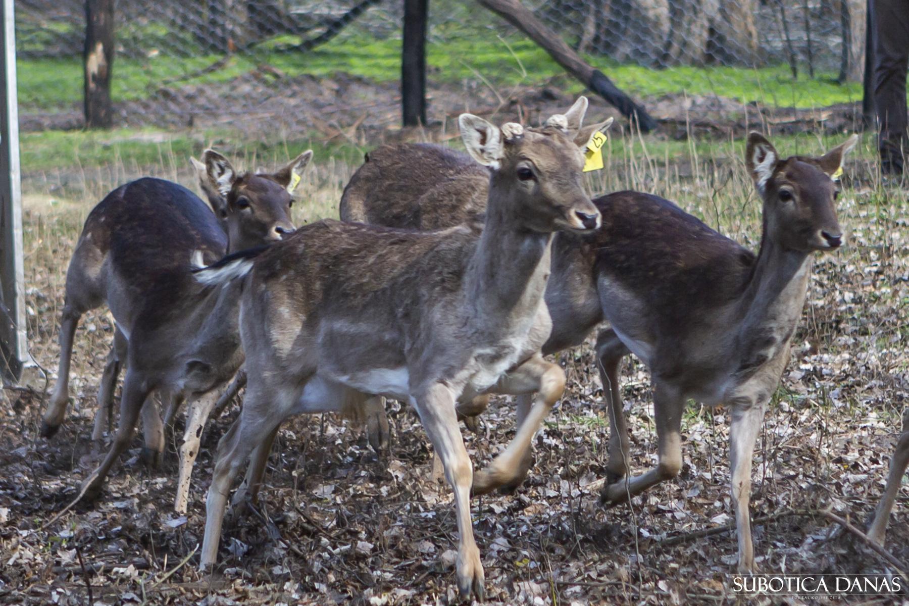 U lovište „Subotičke šume“ pušteno 30 jedinski muflona i 30 jelena lopatara