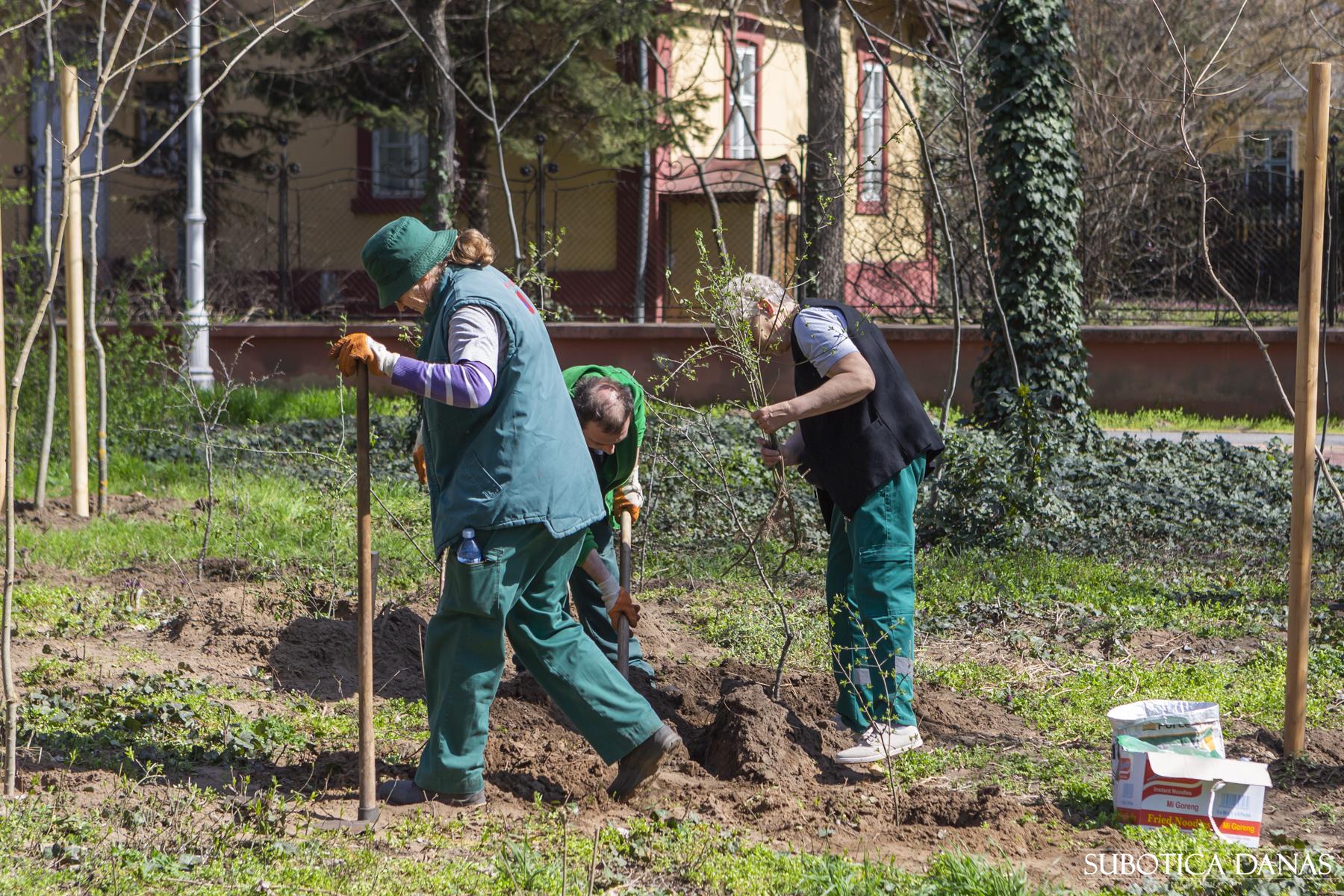 U toku je akcija sadnje stabala u Parku prirode “Palić”