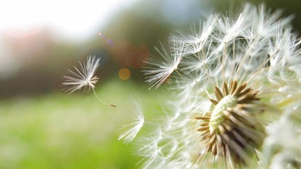 Stabilne koncentracije polena u vazduhu