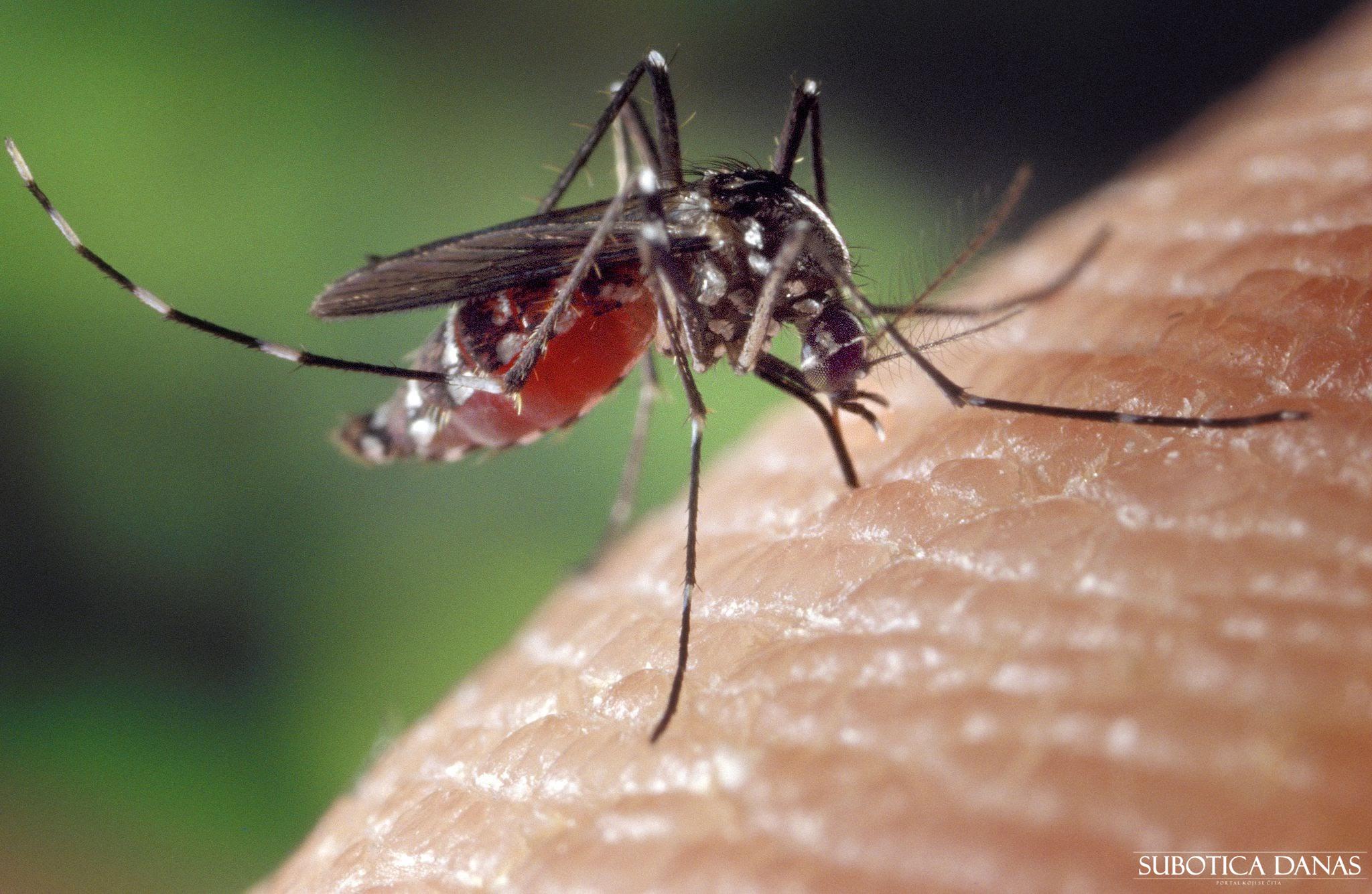 Od ponedeljka tretman suzbijanja odraslih komaraca u Subotici i prigradskim naseljima