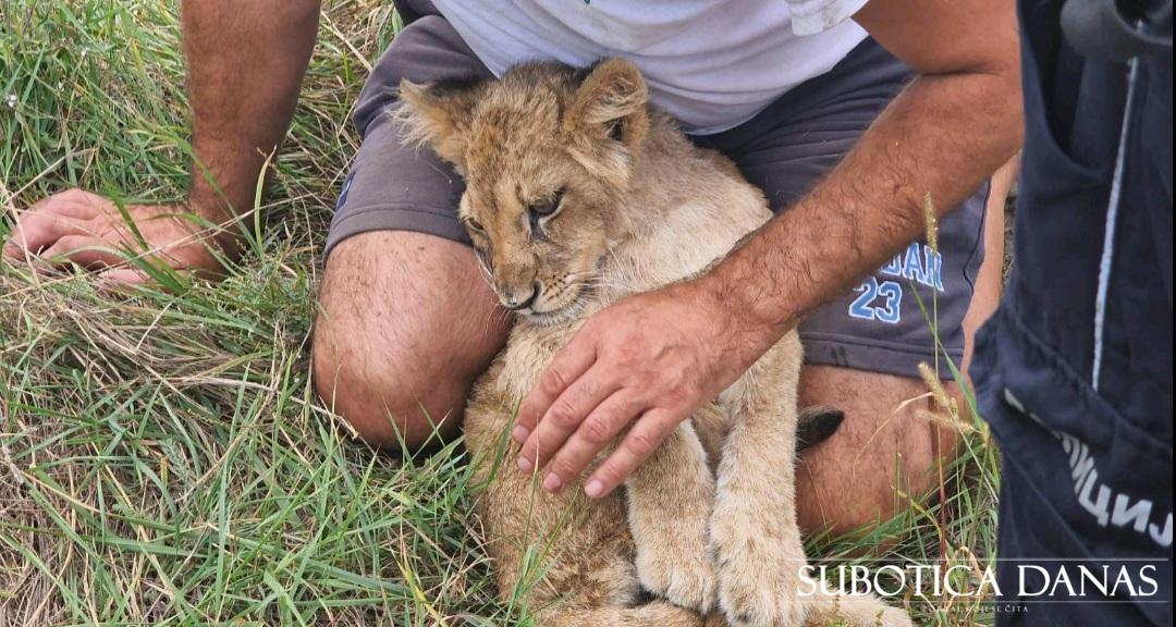 Pronađeno mladunče lava na Čantavirskom putu