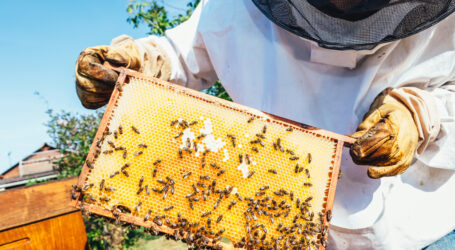 Grad raspisao konkurs za sufinansiranje obuke pčelara